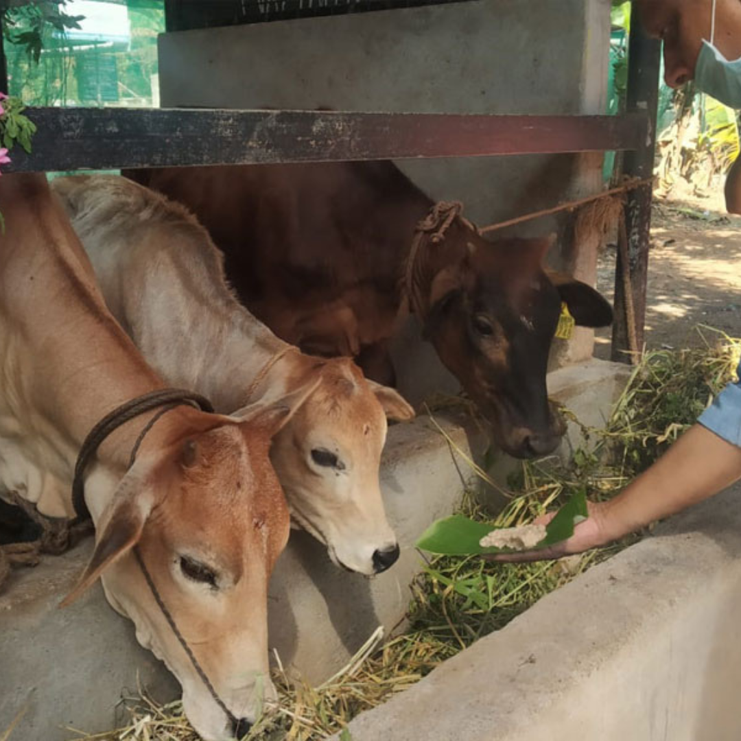ATMA Gokulam to save cow